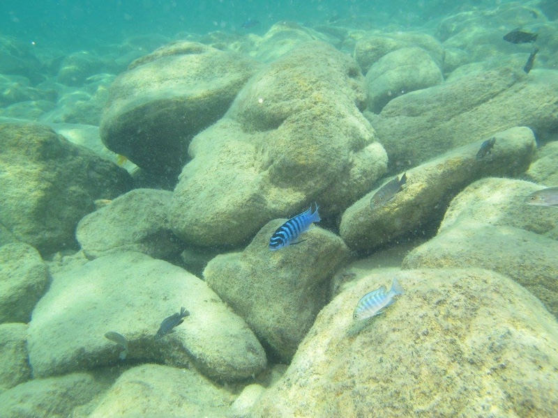 Maylandia fainzilberi 'Chitande Island'